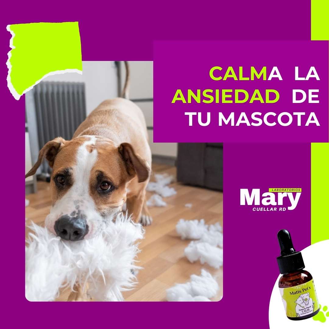 CALMa tu perro o gato de la pólvora