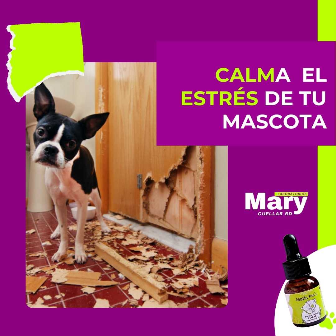 CALMa tu perro o gato de la pólvora
