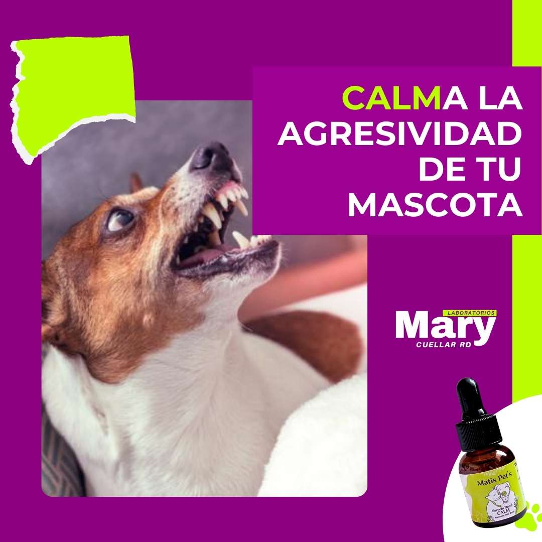 CALMa tu perro o gato de la pólvora